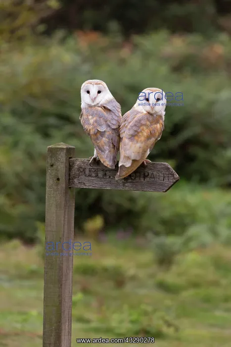 : Barn Owl (Tyto alba) adult pair, perched on footpath : Barn Owl (Tyto alba) adult pair, perched on footpath