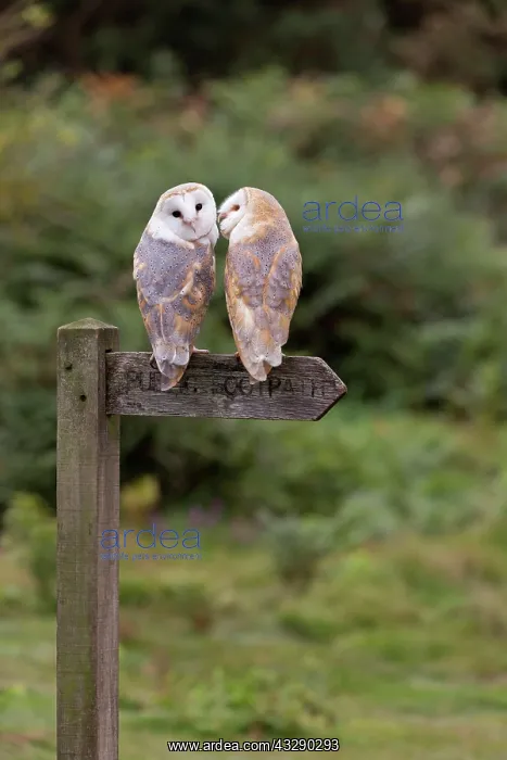 : Barn Owl (Tyto alba) adult pair, perched on footpath : Barn Owl (Tyto alba) adult pair, perched on footpath