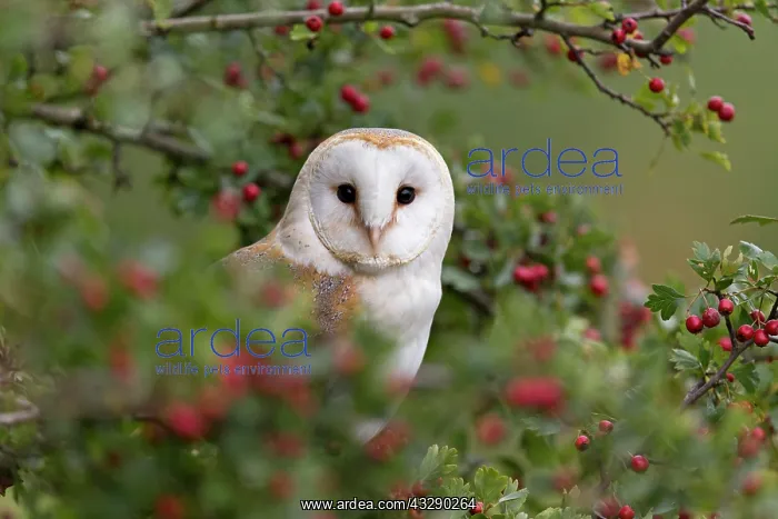 : Barn Owl (Tyto alba) adult, perched in Common Hawthorn : Barn Owl (Tyto alba) adult, perched in Common Hawthorn