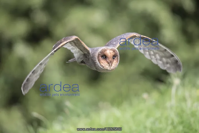 : Barn Owl (Tyto alba) dark form in flight, Engla : Barn Owl (Tyto alba) dark form in flight, Engla
