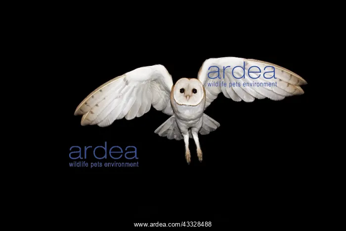 : Barn Owl (Tyto alba) in flight, Alsace, France : Barn Owl (Tyto alba) in flight, Alsace, France