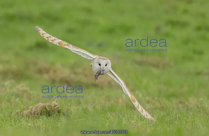 : Barn owl, Tyto alba in flight carrying its prey : Barn owl, Tyto alba in flight carrying its prey