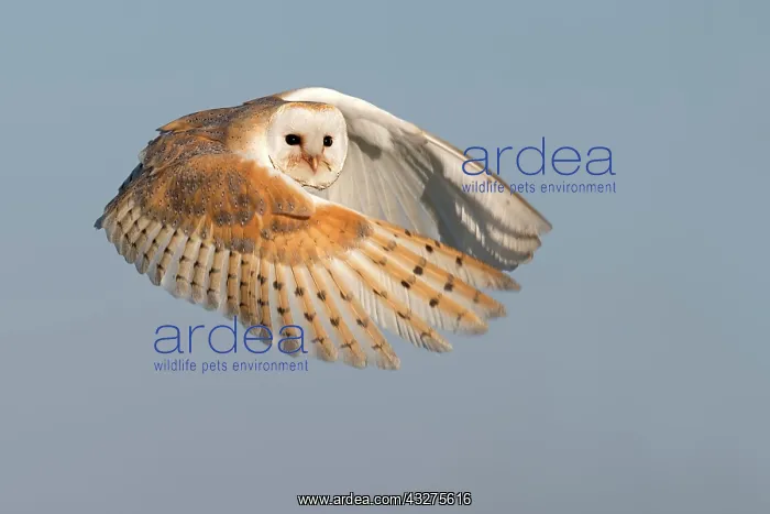 : Barn Owl (Tyto Alba) in flight looking at camer : Barn Owl (Tyto Alba) in flight looking at camer