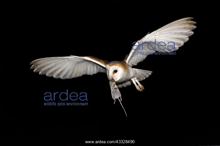 : Barn Owl (Tyto alba) in flight with prey in the : Barn Owl (Tyto alba) in flight with prey in the