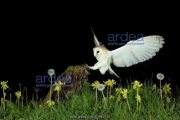  : Barn owl (Tyto alba) in a flower meadow