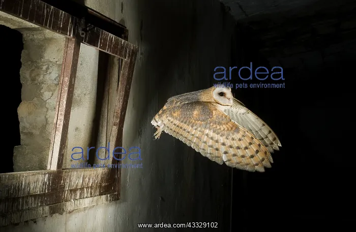 : Barn Owl (Tyto alba) flying into a barn. Huesca : Barn Owl (Tyto alba) flying into a barn. Huesca