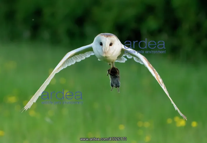  : Barn owl (Tyto alba) flying with a prey in his t