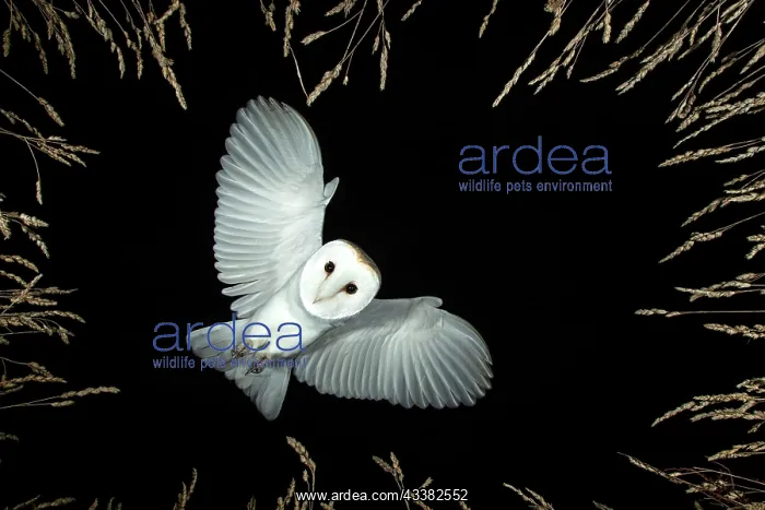 : Barn owl (Tyto alba) hunting : Barn owl (Tyto alba) hunting