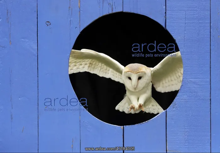 : Barn owl (Tyto alba) landing inside a blue door : Barn owl (Tyto alba) landing inside a blue door