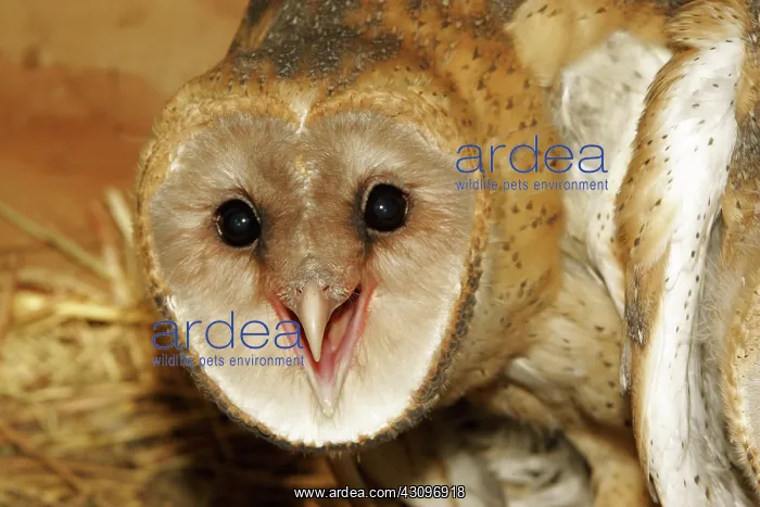 : Barn Owl (Tyto alba) in nesting box : Barn Owl (Tyto alba) in nesting box