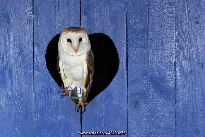 : Barn owl (Tyto alba) perched on a blue door : Barn owl (Tyto alba) perched on a blue door