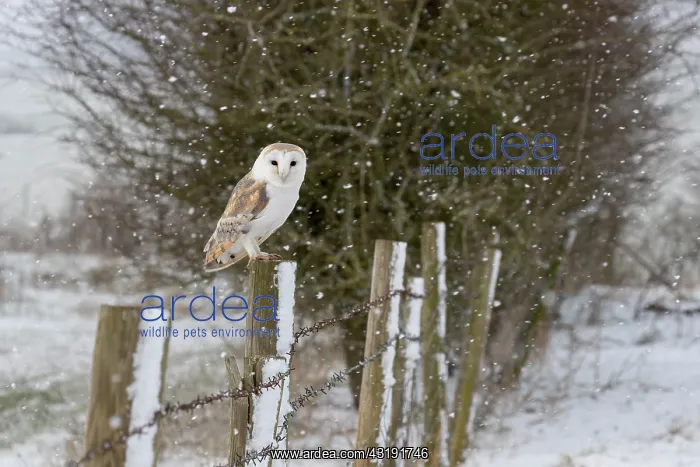 : Barn owl (Tyto alba) perched on a fence post while : Barn owl (Tyto alba) perched on a fence post while