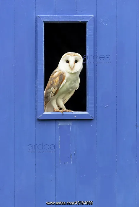 : Barn owl (Tyto alba) perched inside a window : Barn owl (Tyto alba) perched inside a window