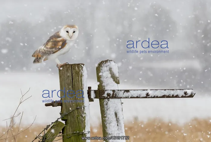: Barn owl (Tyto alba) perched on a post during a : Barn owl (Tyto alba) perched on a post during a