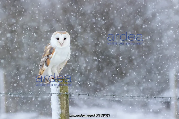 : Barn owl (Tyto alba) perched on a post in falling : Barn owl (Tyto alba) perched on a post in falling