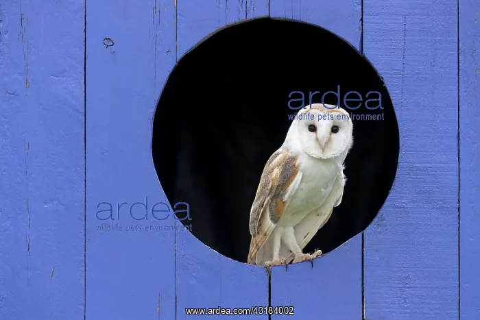 : Barn owl (Tyto alba) perched in a window : Barn owl (Tyto alba) perched in a window