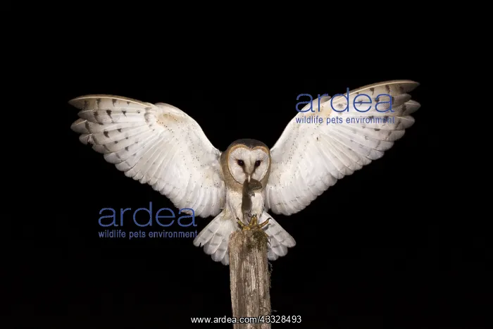 : Barn Owl (Tyto alba) on a pole with prey in the : Barn Owl (Tyto alba) on a pole with prey in the