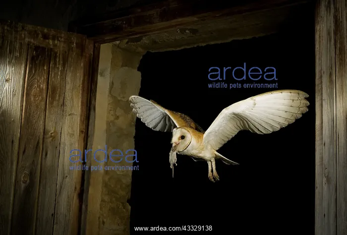 : Barn Owl ( Tyto alba) with prey, Huesca, Spain : Barn Owl ( Tyto alba) with prey, Huesca, Spain