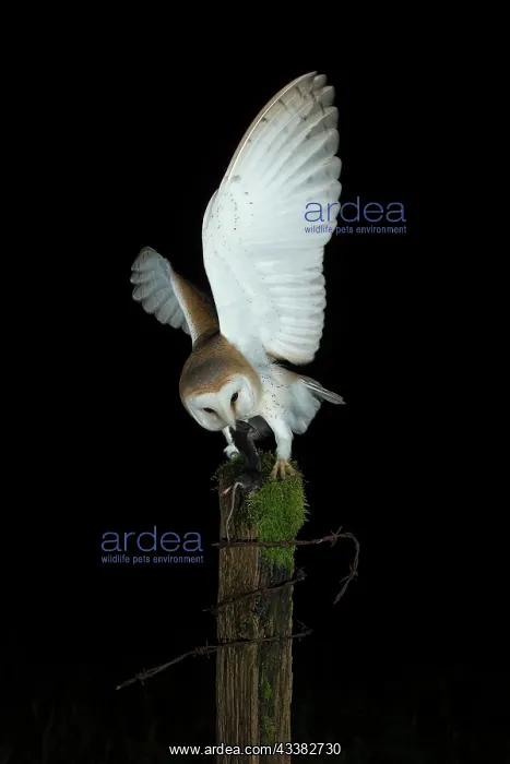  : Barn owl (Tyto alba) with prey at night