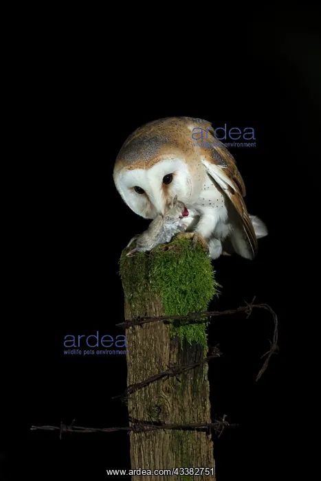: Barn owl (Tyto alba) with prey at night : Barn owl (Tyto alba) with prey at night