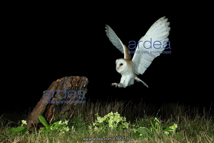 : Barn owl (Tyto alba) and primroses : Barn owl (Tyto alba) and primroses