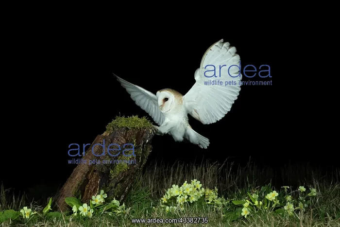 : Barn owl (Tyto alba) and primroses : Barn owl (Tyto alba) and primroses