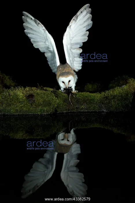 : Barn owl (Tyto alba) and its reflection : Barn owl (Tyto alba) and its reflection