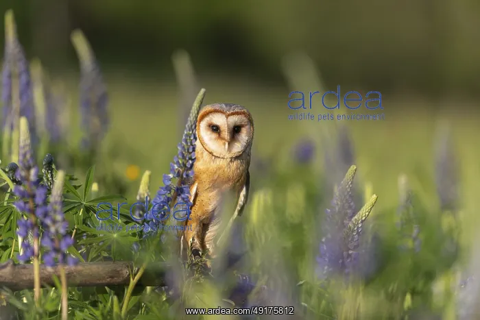 : One barn owl (Tyto alba) sitting on a branch lying in a field of flowering lupines in late evening light : One barn owl (Tyto alba) sitting on a branch lying in a field of flowering lupines in late evening light
