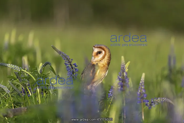 : One barn owl (Tyto alba) sitting on a branch lying in a field of flowering lupines in late evening light : One barn owl (Tyto alba) sitting on a branch lying in a field of flowering lupines in late evening light
