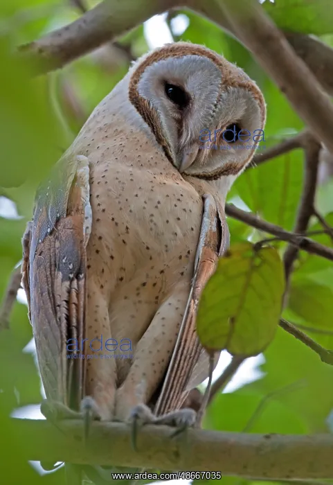 : Barn Owl (Tyto alba stertens) adult, perched on branch : Barn Owl (Tyto alba stertens) adult, perched on branch