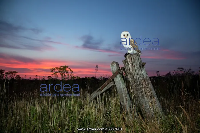 : Barn owl (Tyto alba) at sunset : Barn owl (Tyto alba) at sunset