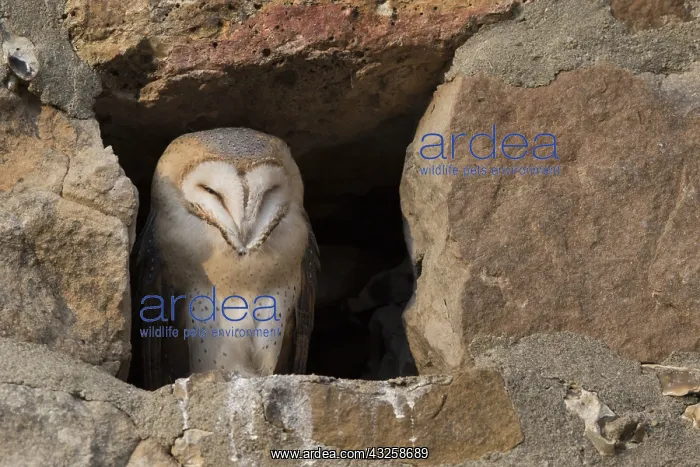 : Barn owl (Tyto alba) young visible by daylight : Barn owl (Tyto alba) young visible by daylight