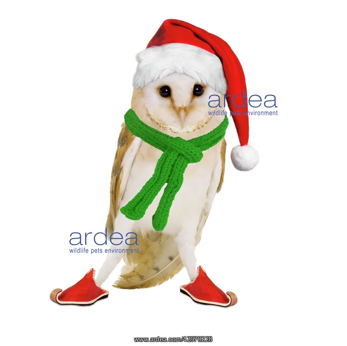 : Barn Owl - wearing Christmas hat, scarf and shoes : Barn Owl - wearing Christmas hat, scarf and shoes