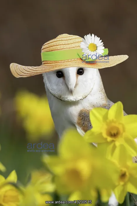 : Barn Owl wearing straw hat : Barn Owl wearing straw hat
