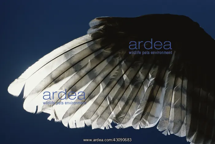 : Barn Owl Wing : Barn Owl Wing