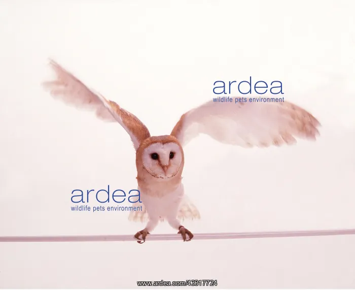 : BARN OWL - wings spread, studio shot with white background : BARN OWL - wings spread, studio shot with white background