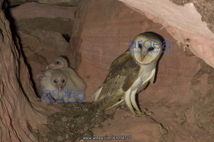 : Barn Owl with young : Barn Owl with young