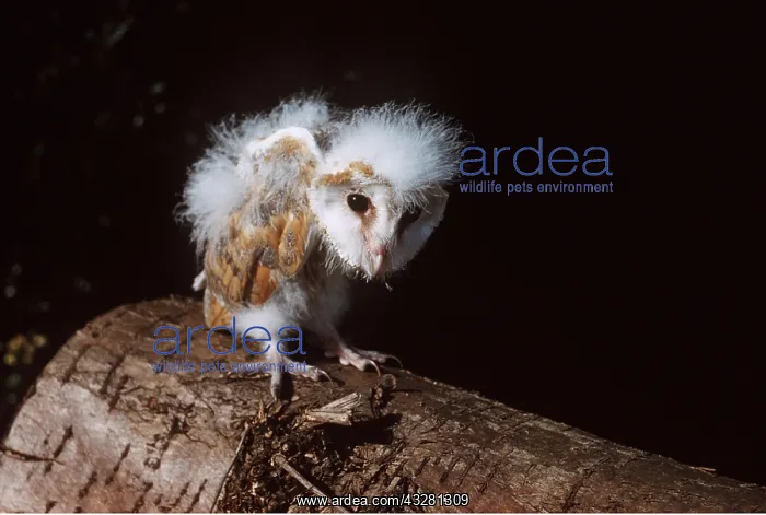 : BARN OWL - young standing on log : BARN OWL - young standing on log