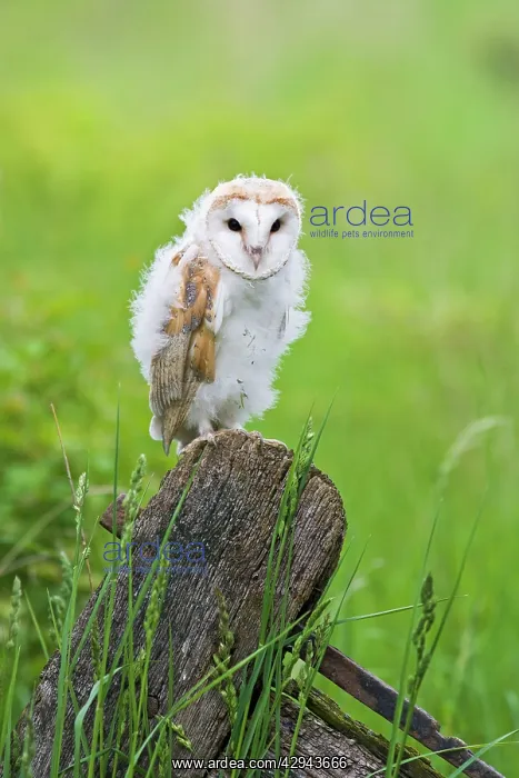 : Barn owl - youngster on gate in meadow : Barn owl - youngster on gate in meadow