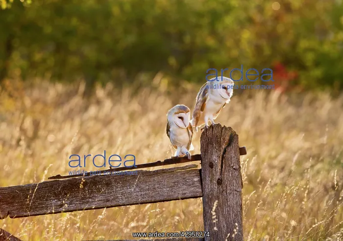 : Barn Owl - two youngsters on gate post in evening : Barn Owl - two youngsters on gate post in evening