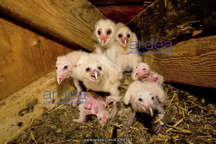 : Barn Owlets : Barn Owlets