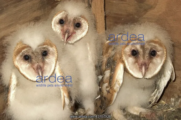 : Barn Owlets : Barn Owlets