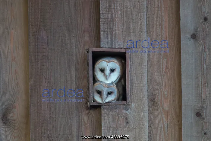 : Barn Owls. Barn Owl - young birds peering out from a hole of a barn - Germany : Barn Owls. Barn Owl - young birds peering out from a hole of a barn - Germany