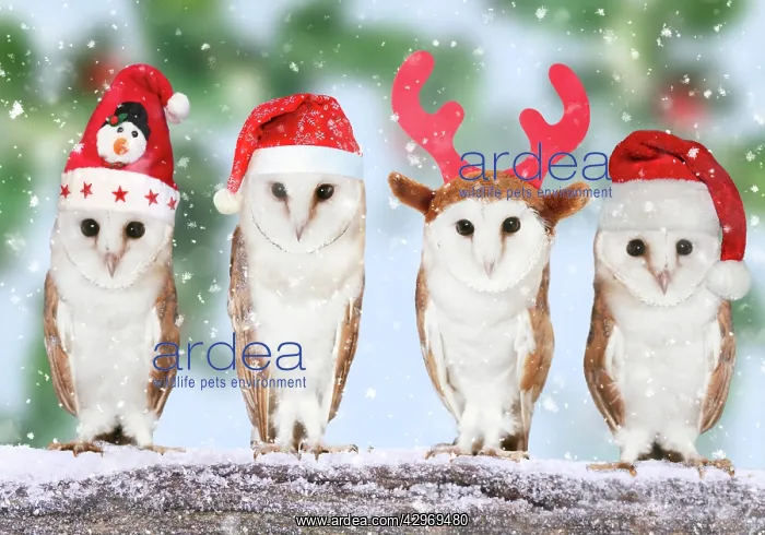  : Four barn owls in Christmas hats