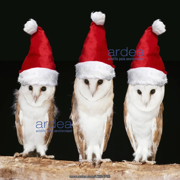  : Barn Owls with Christmas hats