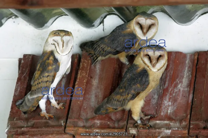 : Barn Owls - roosting in disused cow shed : Barn Owls - roosting in disused cow shed