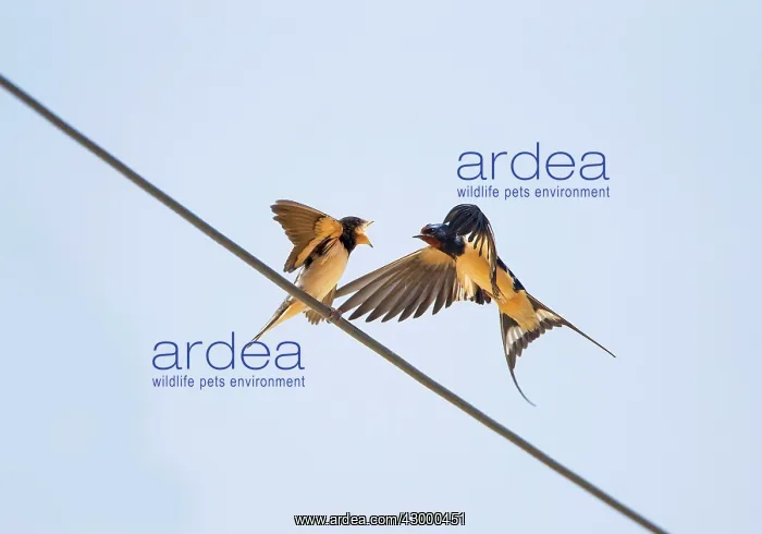: Barn Swallow : Barn Swallow