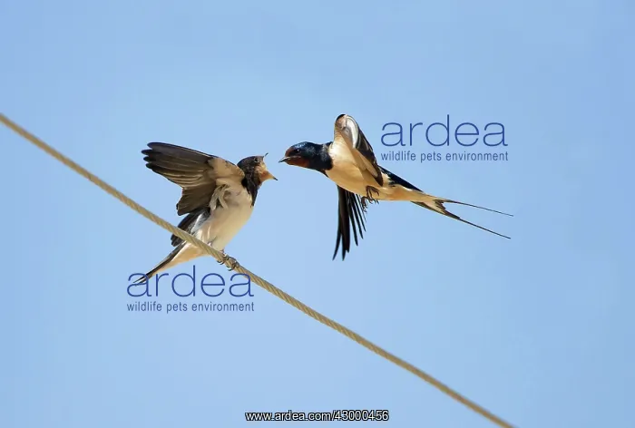  : Barn Swallow