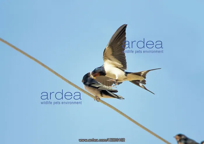  : Barn Swallow