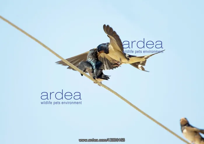 : Barn Swallow : Barn Swallow